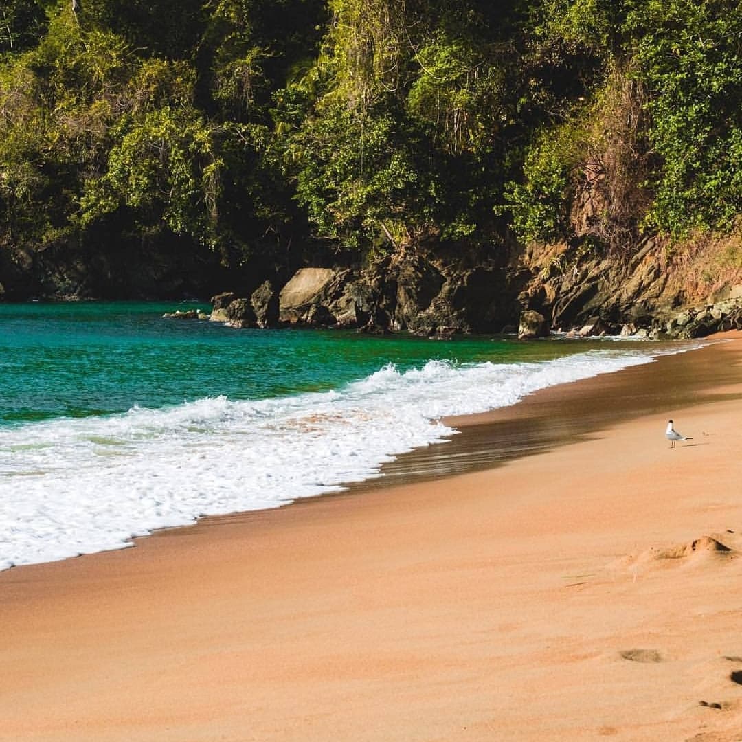 Pristine Tobago beach cove with turquoise water and seabird